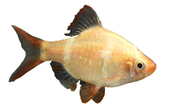 albino-tiger-barb-1 albino-tiger-barb-1