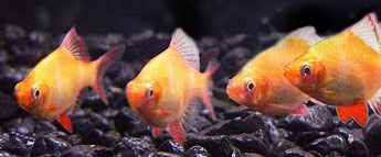 albino-tiger-barbs-school albino-tiger-barbs-school