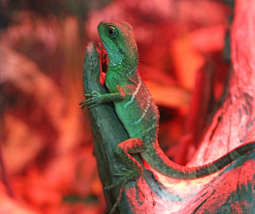 Chinese Water Dragons
