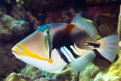 Picasso sales triggerfish care