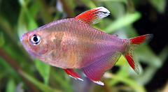 candy tetra