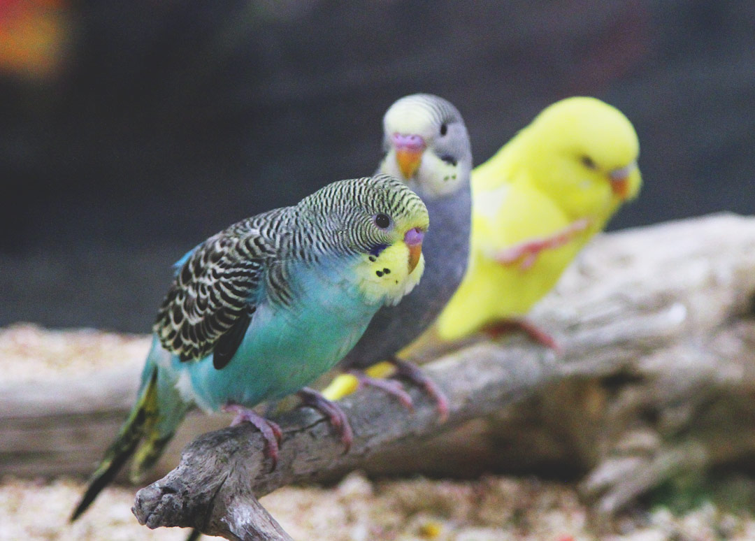 parakeet birds for sale