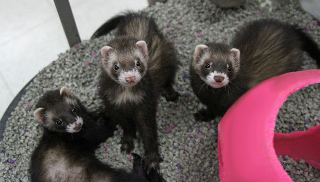 ferret for sale with cage