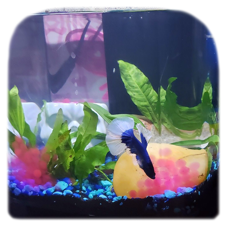 aqueon pure betta beads