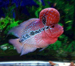 super red magma flowerhorn