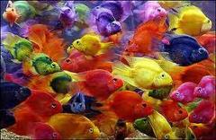 Jellybean cichlids for hot sale sale