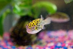 leopard puffer leopard puffer