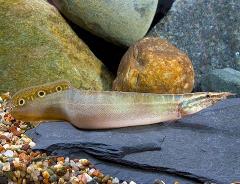 peacock wolf eel