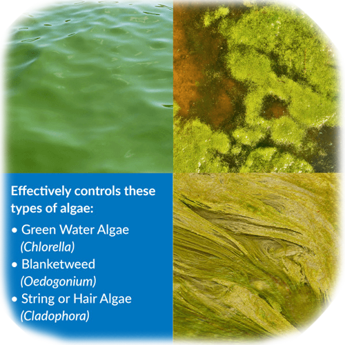 api pond algaefix types of algae fixes
