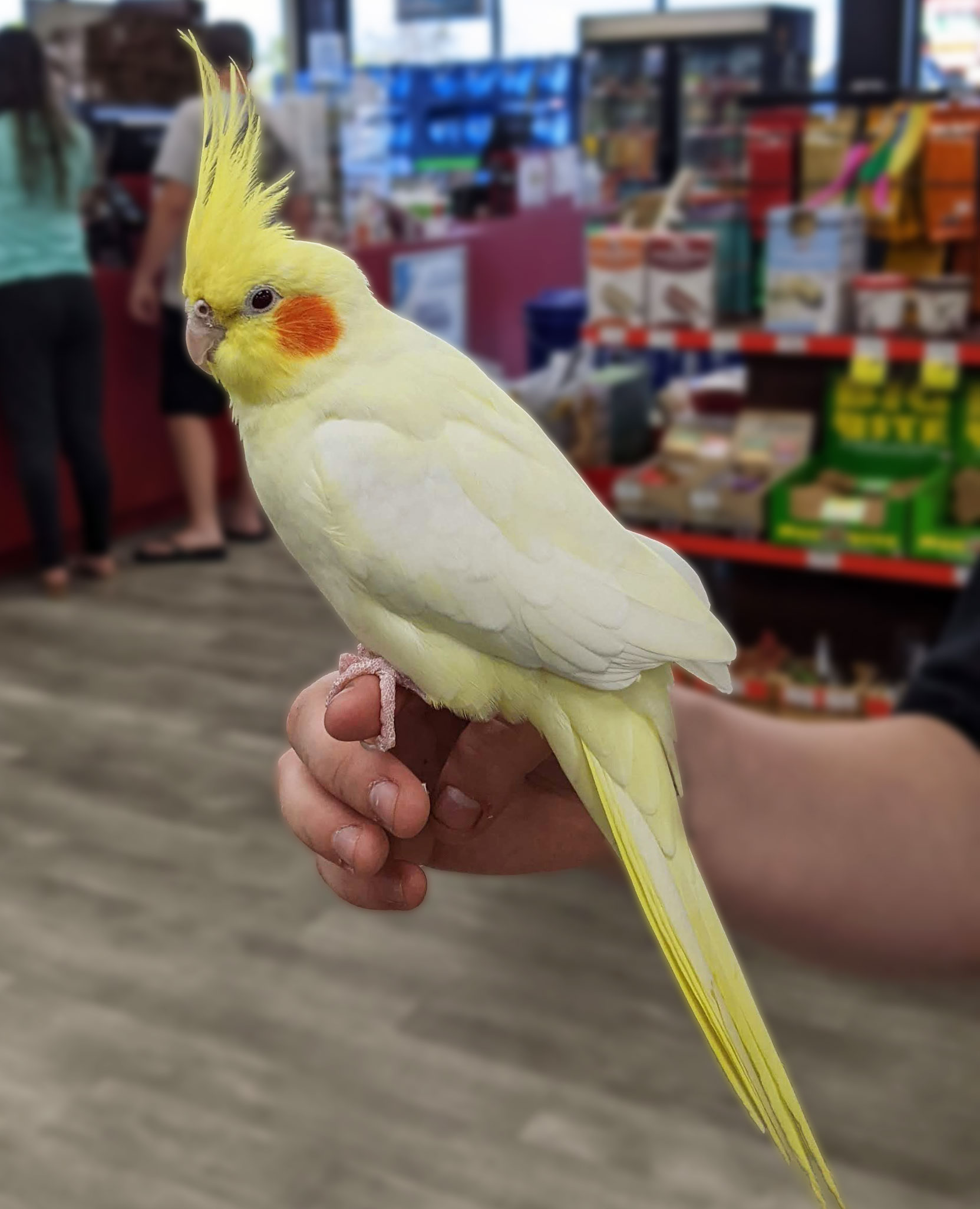 Stores that hot sale sell cockatiels