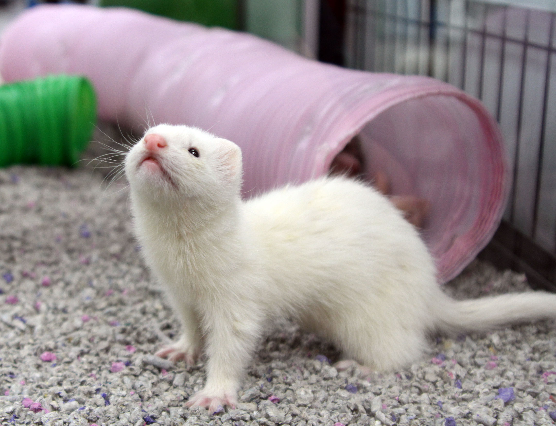 Stores that 2024 sell ferrets