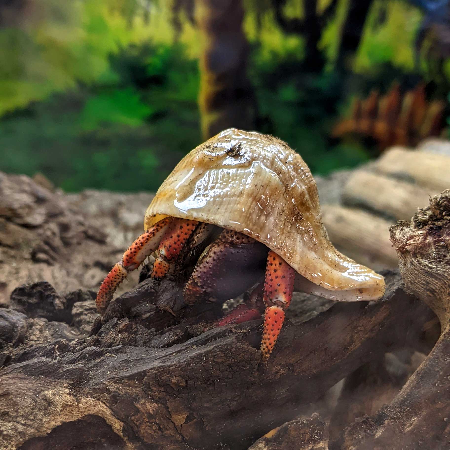 Land hermit crabs for sale outlet online