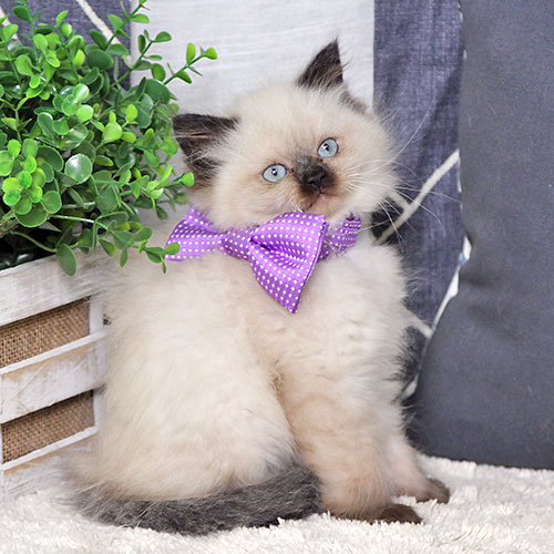 Himalayan cat for store sale