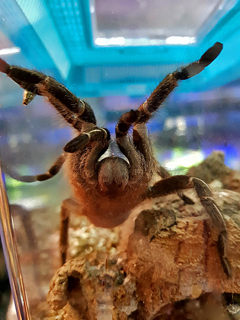 Tarantula pet 2024 store near me