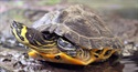 turtle-tuesdays uncle bills turtles
