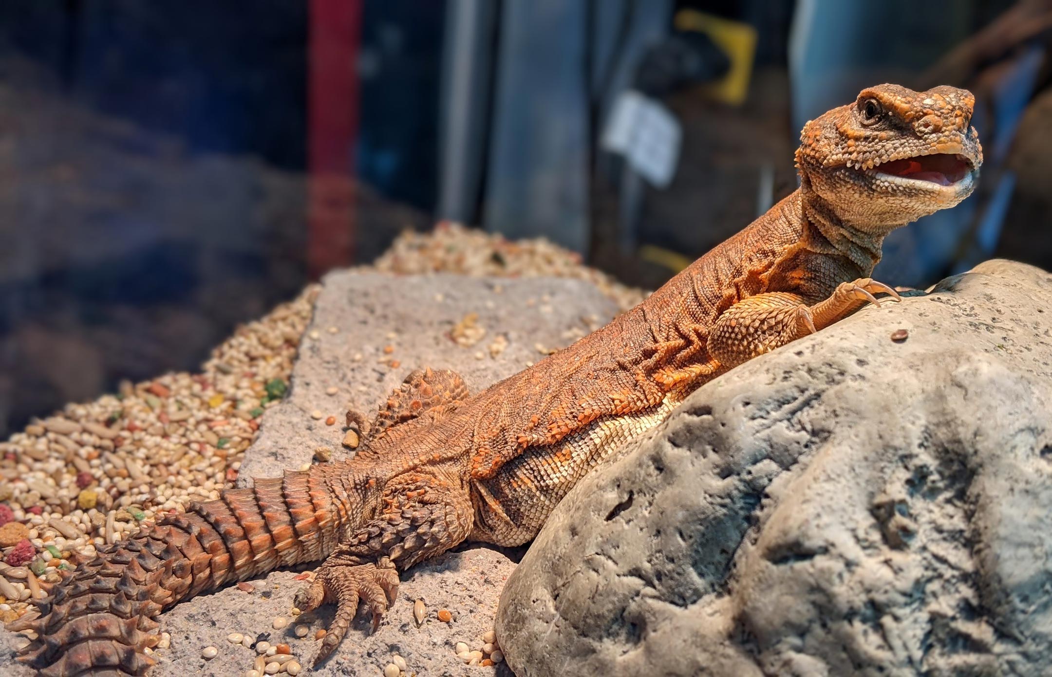 uncle bills uromastyx